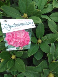 Rhododendron 'Germania' ROZE 50-60 cm cont. 10L - afbeelding 2