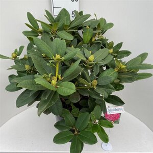 Rhododendron 'Germania' ROZE 70-80 cm cont. 20L