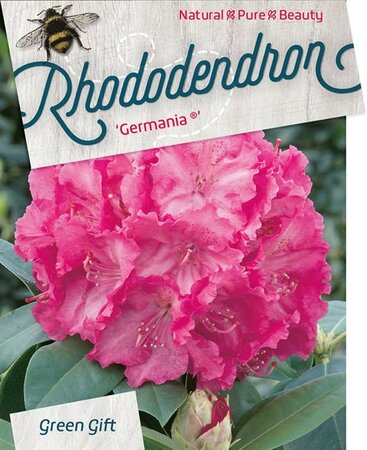 Rhododendron 'Germania' ROZE 70-80 cm cont. 40L - afbeelding 3