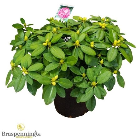 Rhododendron 'Germania' ROZE 70-80 cm cont. 40L - image 3