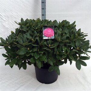 Rhododendron 'Germania' ROZE 70-80 cm cont. 40L