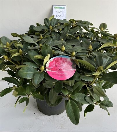 Rhododendron 'Germania' ROZE 90-100 cm cont. 25L