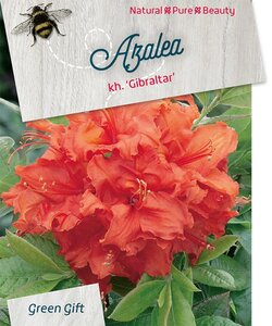 Rhododendron knaphill 'Gibraltar' ORANJE 50-60 cm cont. 10L - afbeelding 3