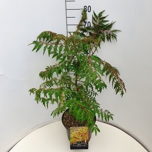 Rhus glabra 'Laciniata' 60-80 cm cont. 10L - afbeelding 1