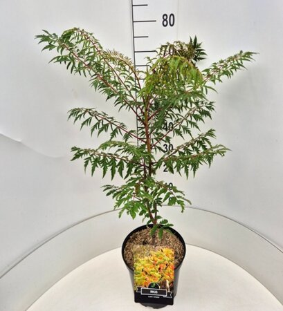 Rhus glabra 'Laciniata' 60-80 cm cont. 10L - afbeelding 2