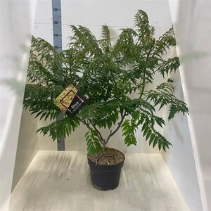 Rhus glabra 'Laciniata' 60-80 cm cont. 10L