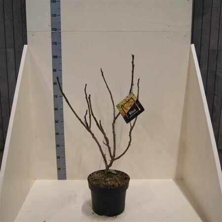 Rhus glabra 'Laciniata' 60-80 cm cont. 10L