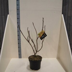 Rhus glabra 'Laciniata' 60-80 cm cont. 10L