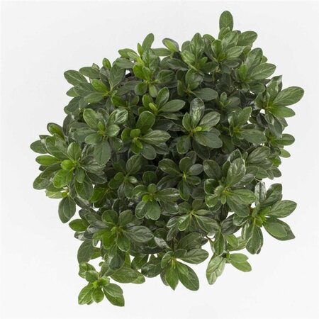 Rhododendron (AJ) Geisha Orange (ORANJE) 20-25 cm cont. 2,0L