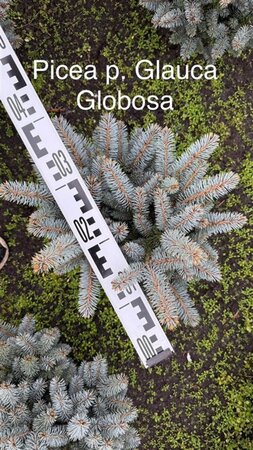 Rhododendron ponticum 'Graziella' ROZE 30-40 cm cont. 5,0L - afbeelding 2