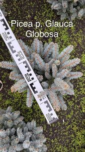 Rhododendron ponticum 'Graziella' ROZE 30-40 cm cont. 5,0L - afbeelding 2