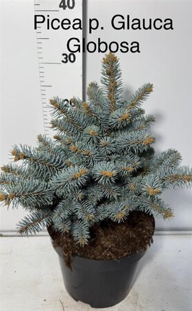 Rhododendron ponticum 'Graziella' ROZE 30-40 cm cont. 5,0L - afbeelding 3