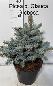 Rhododendron ponticum 'Graziella' ROZE 30-40 cm cont. 5,0L - afbeelding 3