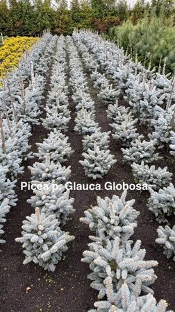 Rhododendron ponticum 'Graziella' ROZE 30-40 cm cont. 5,0L - afbeelding 4