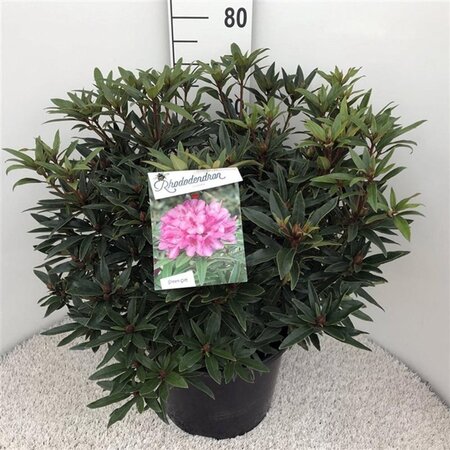 Rhododendron ponticum 'Graziella' ROZE 50-60 cm cont. 20L - afbeelding 2