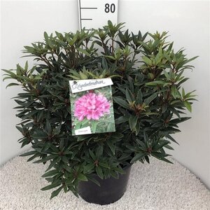 Rhododendron ponticum 'Graziella' ROZE 50-60 cm cont. 20L - afbeelding 2