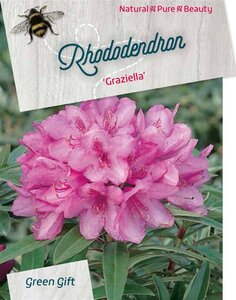 Rhododendron ponticum 'Graziella' ROZE 50-60 cm cont. 20L - afbeelding 3