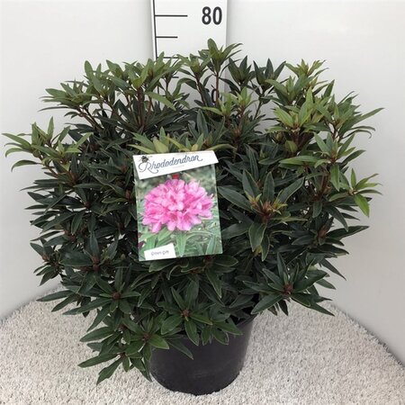 Rhododendron ponticum 'Graziella' ROZE 50-60 cm cont. 20L - afbeelding 4