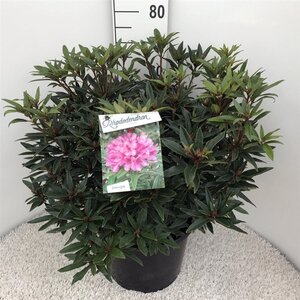 Rhododendron ponticum 'Graziella' ROZE 50-60 cm cont. 20L - afbeelding 4
