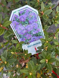 Rhododendron 'Gristede' BLAUWPAARS 25-30 cm cont. 3,0L