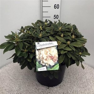 Rhododendron (Y) 'Golden Torch' GEEL 40-50 cm cont. 20L