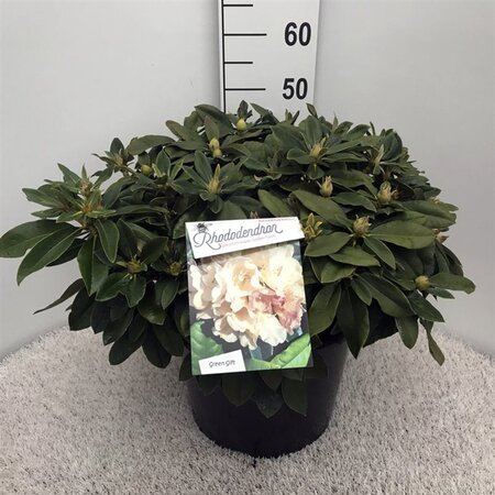 Rhododendron (Y) 'Golden Torch' GEEL 40-50 cm cont. 20L - afbeelding 4