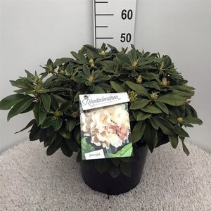 Rhododendron (Y) 'Golden Torch' GEEL 40-50 cm cont. 20L - afbeelding 4