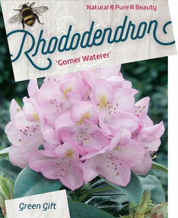 Rhododendron 'Gomer Waterer' WIT 40-50 cm cont. 10L - afbeelding 2