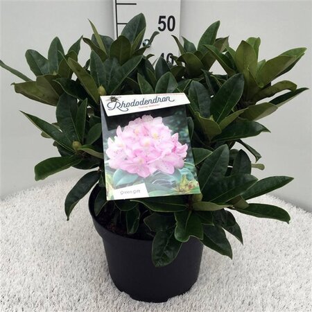Rhododendron 'Gomer Waterer' WIT 40-50 cm cont. 10L - afbeelding 3