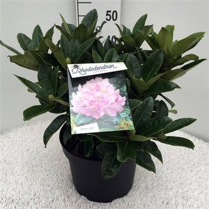 Rhododendron 'Gomer Waterer' WIT 40-50 cm cont. 10L - afbeelding 3
