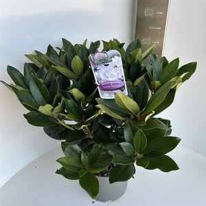 Rhododendron 'Gomer Waterer' WIT 40-50 cm cont. 5,0L - afbeelding 2