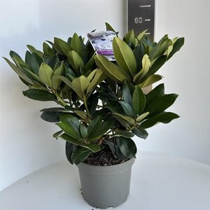 Rhododendron 'Gomer Waterer' WIT 40-50 cm cont. 5,0L - afbeelding 3