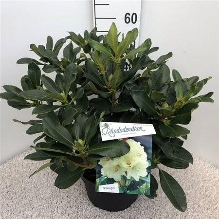 Rhododendron 'Horizon Monarch' 40-50 cm cont. 10L - afbeelding 1