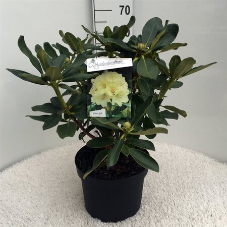 Rhododendron 'Horizon Monarch' 50-60 cm cont. 10L - afbeelding 3