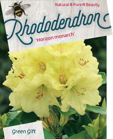 Rhododendron 'Horizon Monarch' 60-80 cm cont. 20L - afbeelding 3