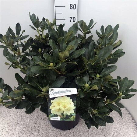 Rhododendron 'Horizon Monarch' 60-80 cm cont. 20L - afbeelding 1