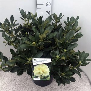 Rhododendron 'Horizon Monarch' 60-80 cm cont. 20L