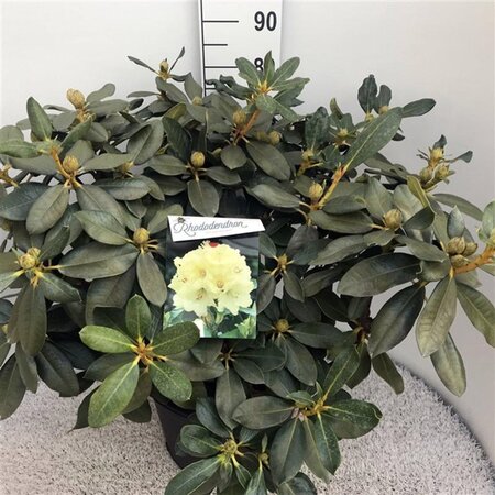 Rhododendron 'Horizon Monarch' 70-80 cm cont. 30L - afbeelding 1