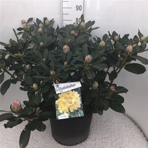 Rhododendron 'Horizon Monarch' 70-80 cm cont. 30L - afbeelding 2