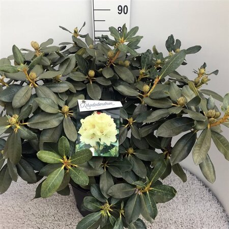 Rhododendron 'Horizon Monarch' 70-80 cm cont. 30L - afbeelding 6