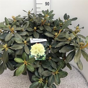Rhododendron 'Horizon Monarch' 70-80 cm cont. 30L - afbeelding 6