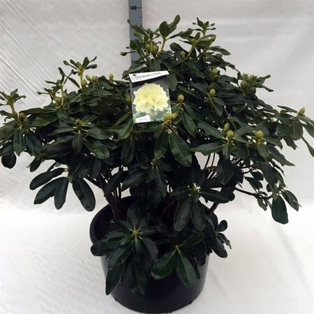 Rhododendron 'Horizon Monarch' 80-100 cm cont. 80L - image 1