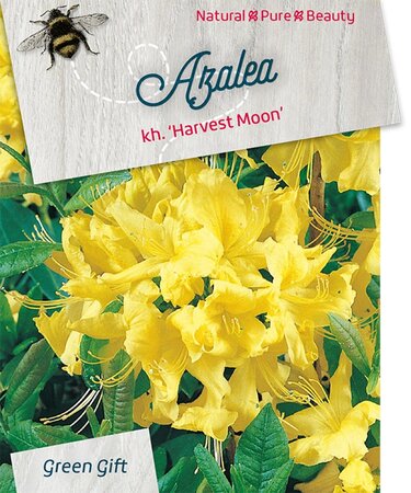 Rhododendron knaphill 'Harvest Moon' GEEL 60-80 cm cont. 20L - afbeelding 2