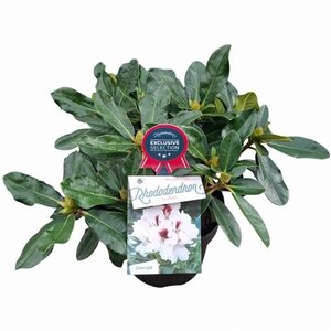 Rhododendron Hachmann's Picobello 30-40 cm cont. 5,0L