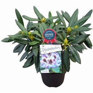 Rhododendron 'Hachmann's Pinguin' 30-40 cm cont. 5,0L