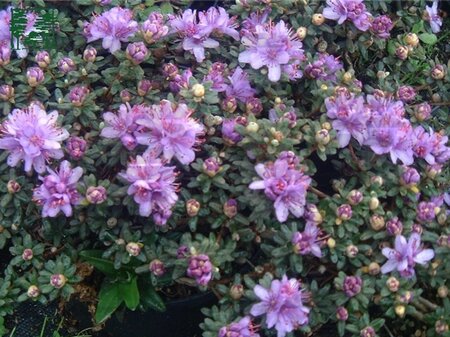 Rhododendron impeditum PAARS 20-25 cm cont. 2,0L