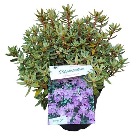 Rhododendron impeditum PAARS 25-30 cm cont. 3,0L - afbeelding 3