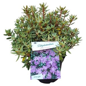 Rhododendron impeditum PAARS 25-30 cm cont. 3,0L - afbeelding 3