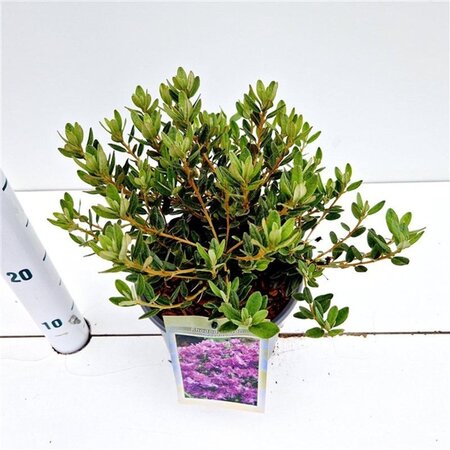 Rhododendron impeditum PAARS 25-30 cm cont. 3,0L - afbeelding 1