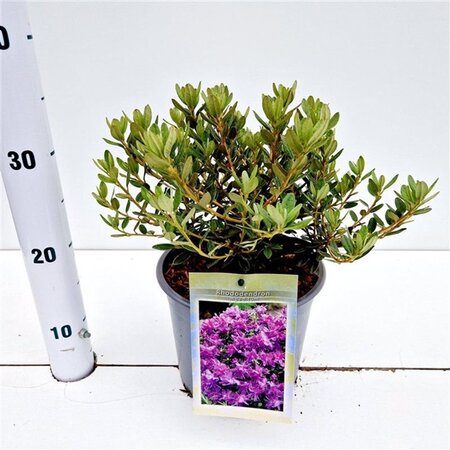 Rhododendron impeditum PAARS 25-30 cm cont. 3,0L - afbeelding 2